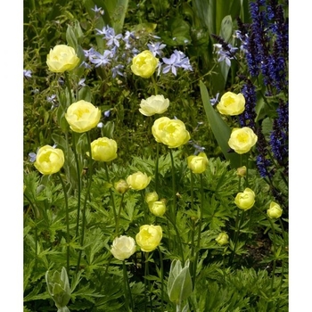 Trollius x cultorum 'Alabastar' 