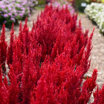 Celosia plumosa Bright Sparks™ Burgundy