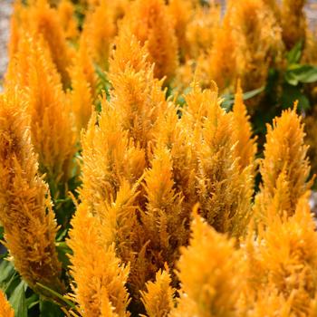 Celosia plumosa Bright Sparks™ Bright Yellow Imp