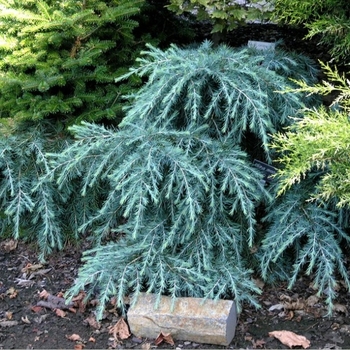 Cedrus deodara 'Feelin' Blue'' 