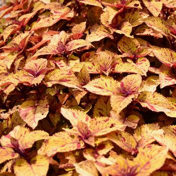 Coleus scutellarioides 'Marble Mania' 