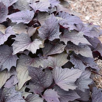 Ipomoea batatas Sweet Georgia® 'Pulse Black'