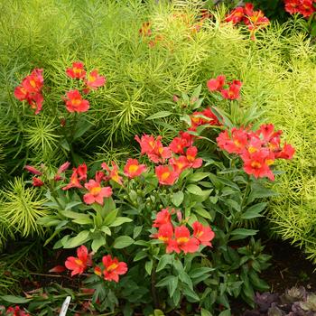 Alstroemeria 'Tessumheat' 