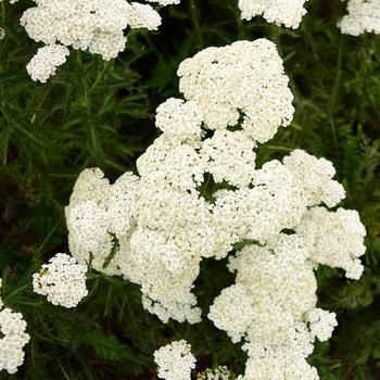 Achillea 'Firefly Diamond' 