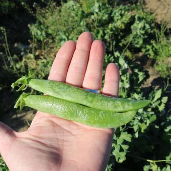 Pisum sativum 'Mr. Big Pea' (280341)