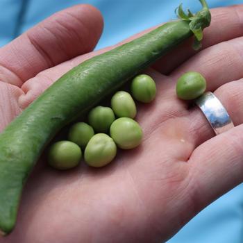 Pisum sativum 'Mr. Big Pea' 