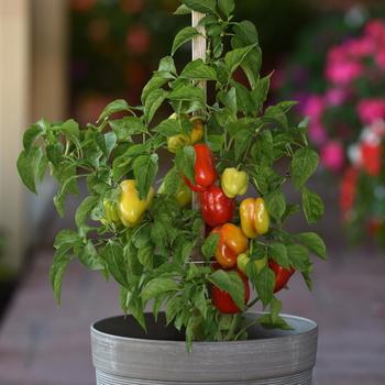 Capsicum annuum 'Prism' (280345)