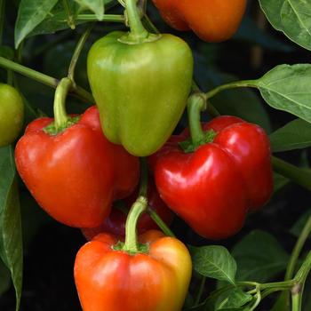 Capsicum annuum 'Prism' (280347)