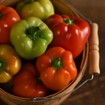 Capsicum annuum 'Prism'