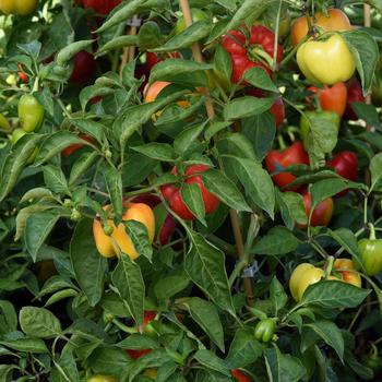 Capsicum annuum 'Prism' (280349)