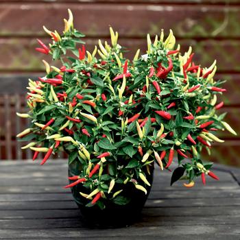 Capsicum annuum 'Basket of Fire' 