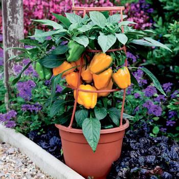 Capsicum annuum 'Liberty Belle' 