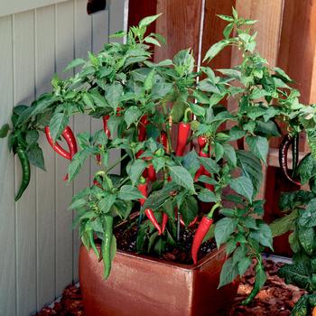 Capsicum annuum 'Longhorn' 