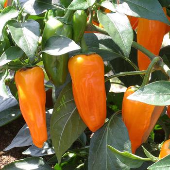 Capsicum annuum 'Zest'