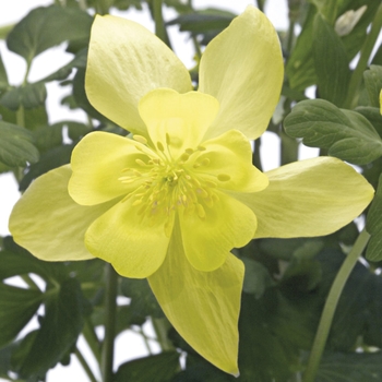 Aquilegia 'Spring Magic Yellow' 