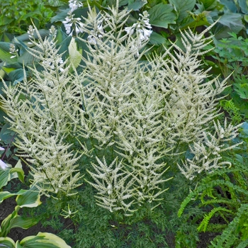 Aruncus 'Fairy Hair' 