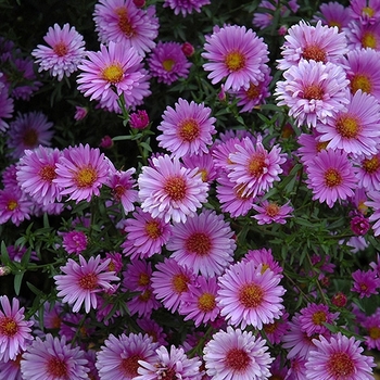 Aster novae-angliae 'Purple Dome' 