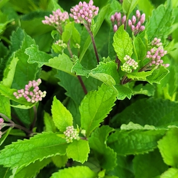 Eupatorium 'Phantom' PP18354