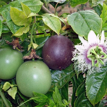 Passiflora edulis 'Possum Purple' 