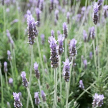 Lavandula dentata 'Variegata' 