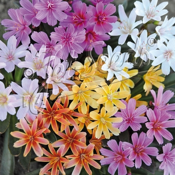 Lewisia cotyledon 'Elise' 