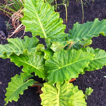 Alocasia 'Portatora' 