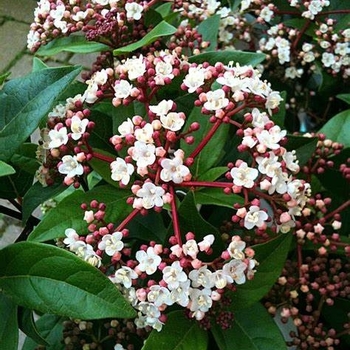 Viburnum obovatum 'Mrs. Schiller's Delight' 