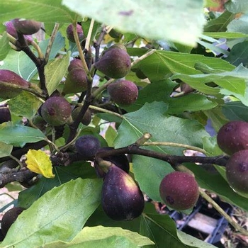 Ficus carica 'Violette De Bordeaux' 