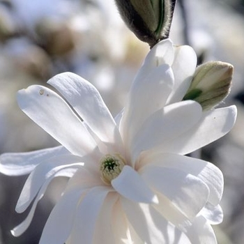 Magnolia stellata 'Royal Star' 