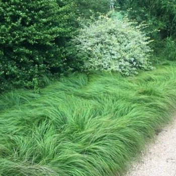 Carex pensylvanica