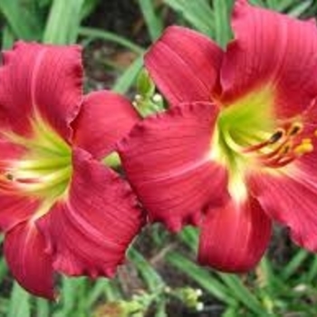 Hemerocallis 'Ruby Stella' 