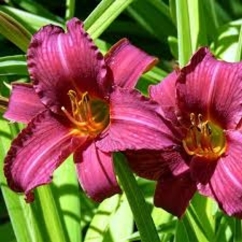 Hemerocallis 'Summer Wine' 