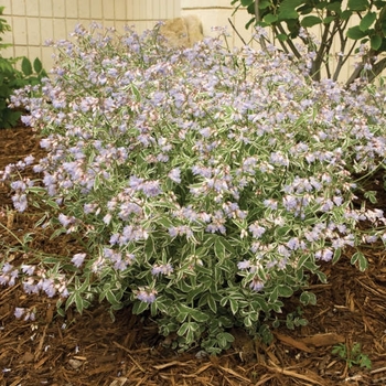 Polemonium reptans 'Touch of Class' 