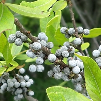 Myrica pensylvanica