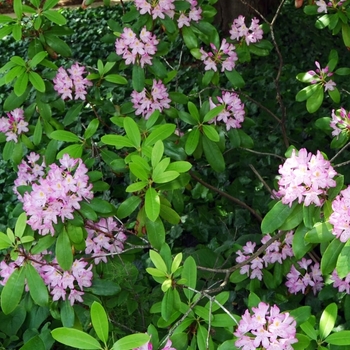 Rhododendron maximum 'Roseum' 