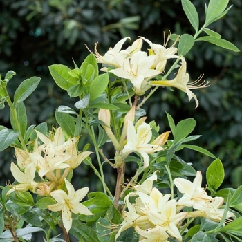 Rhododendron viscosum