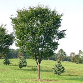 Zelkova serrata 'Green Vase' PP05,080