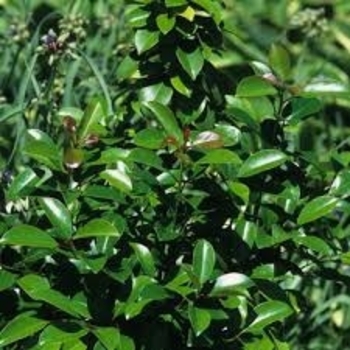 Ilex 'Conot' PP12010