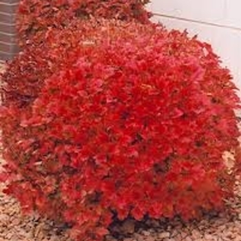 Viburnum trilobum 'Bailey Compact' 