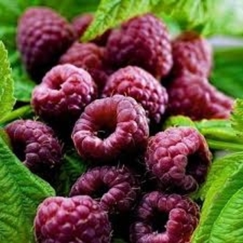 Rubus 'Glencoe' 