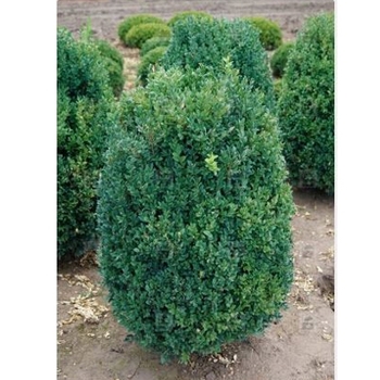 Buxus microphylla 'Julia Jane' 