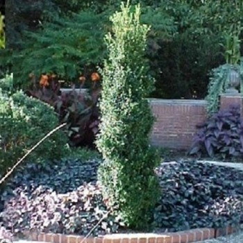 Buxus sempervirens 'Fastigiata' 