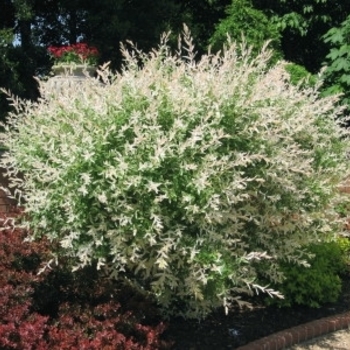 Salix integra 'Hakuro-Nishiki' 