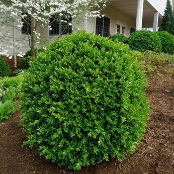 Buxus microphylla var. japonica 'Jim Stauffer' 