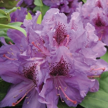 Rhododendron catawbiense 'Purpureum Elegans' 