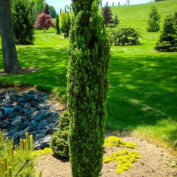 Buxus sempervirens 'Green Pillar' 