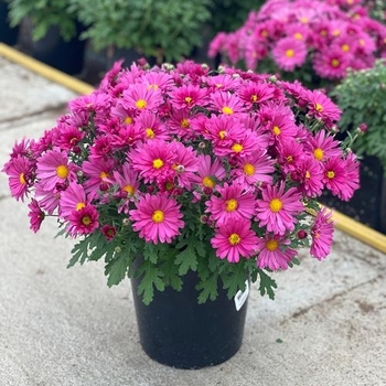 Chrysanthemum x morifolium 'Lavender Daisy' PP19831