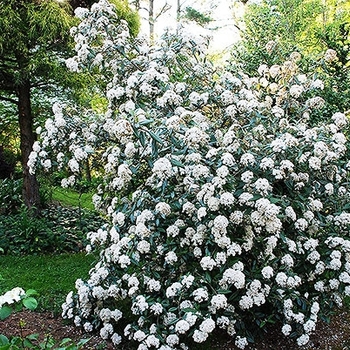 Viburnum pragense 'Decker' 