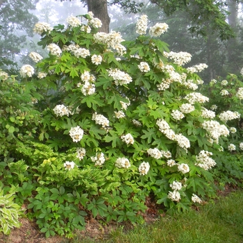 Hydrangea quercifolia 'GreN1' 