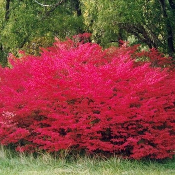 Euonymus alatus 'Cole's Compact' 